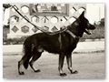 Cay von der Wolfsh�hle